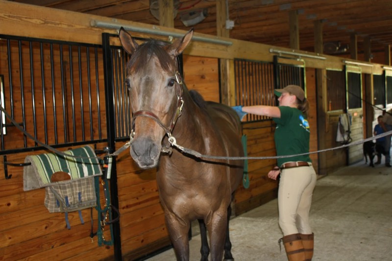 A horse at Nimble Creek Farm