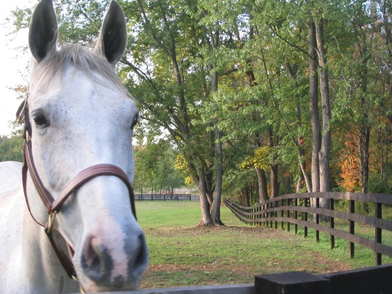 A horse at Nimble Creek Farm