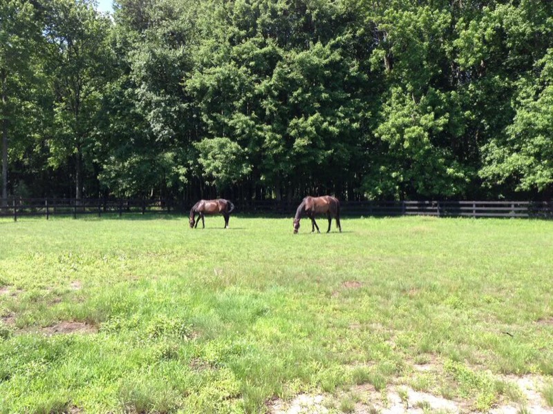 Riders and horses at Nimble Creek Farm