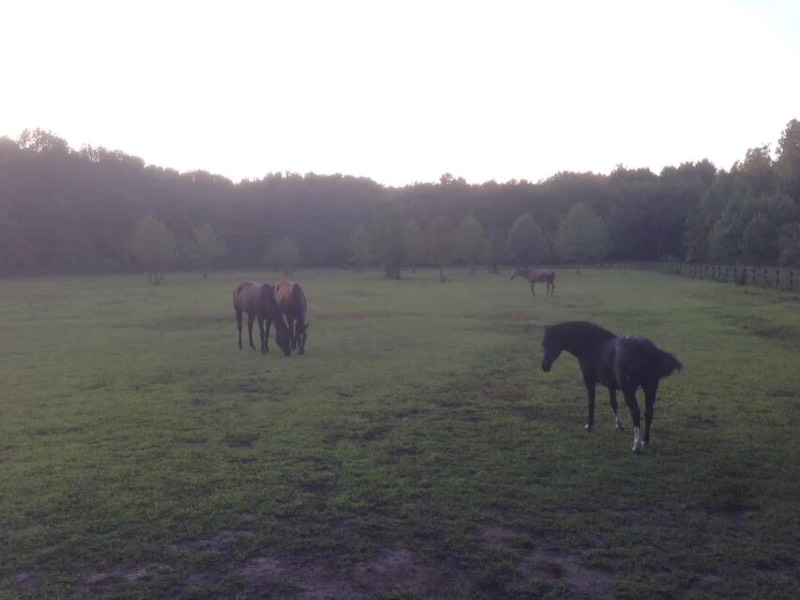 A horse at Nimble Creek Farm