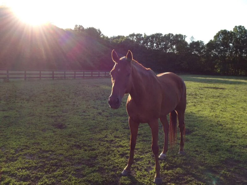The barn and paddocks at Nimble Creek Farm