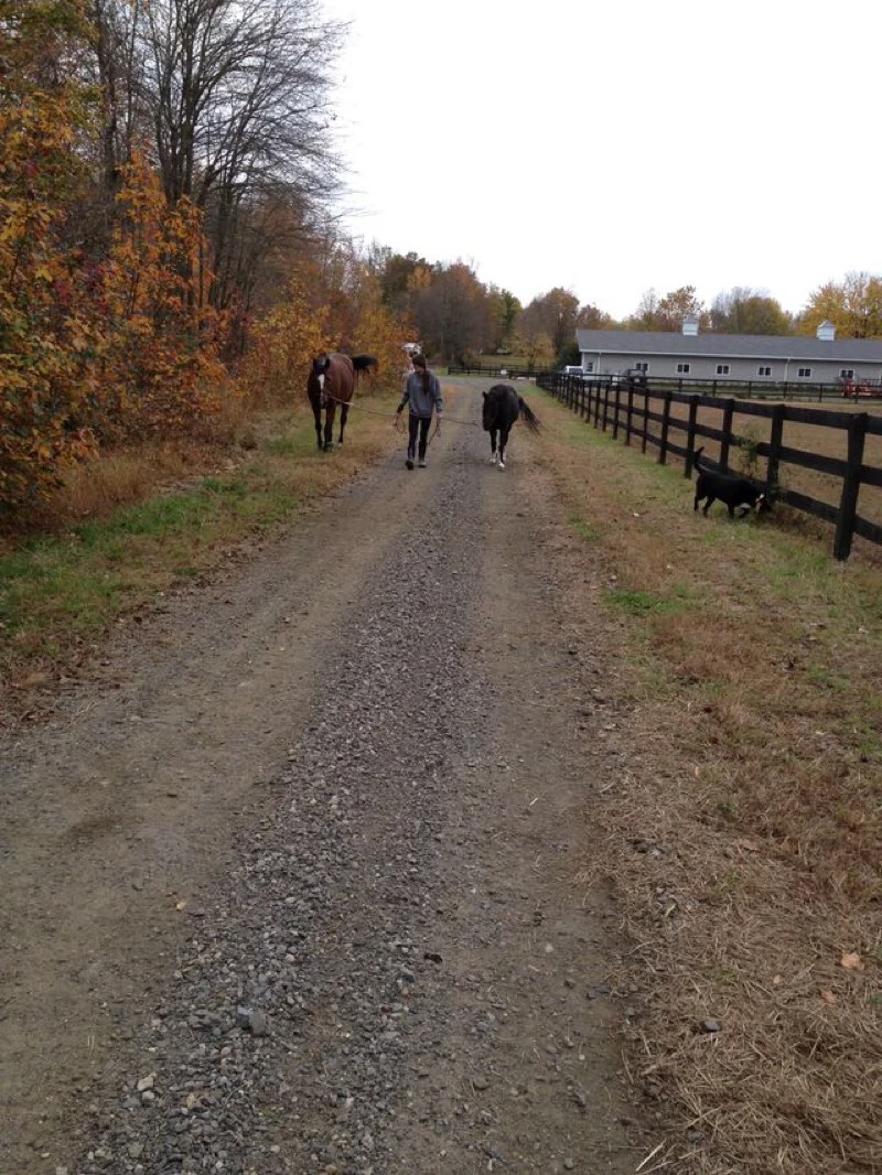 A horse at Nimble Creek Farm