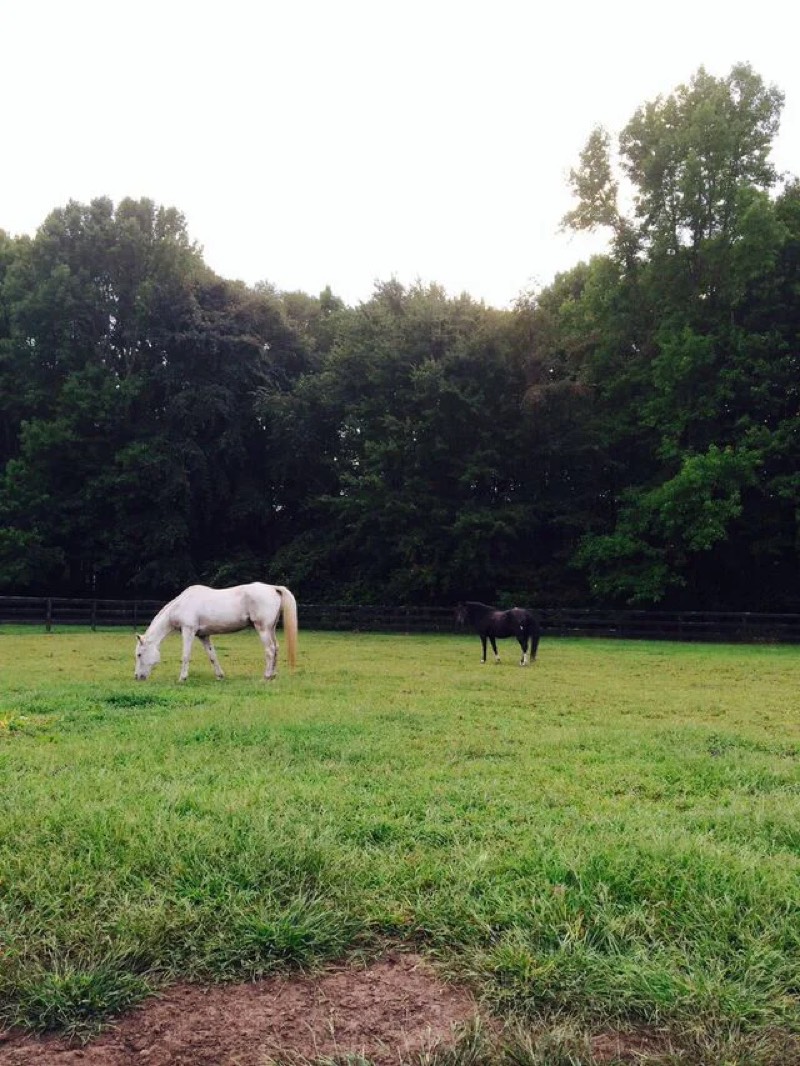 Riders and horses at Nimble Creek Farm