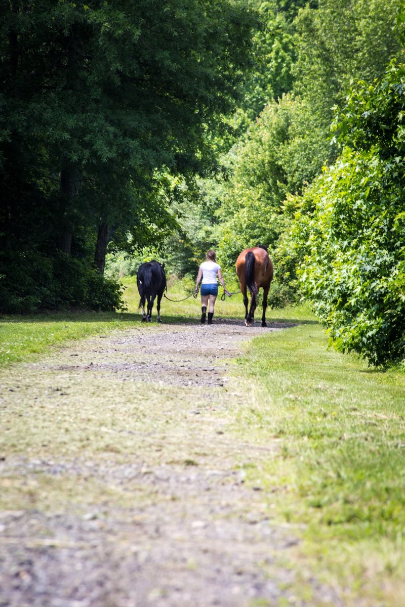 Nimble Creek Farm — horses, barn, and arena in Eastampton, NJ