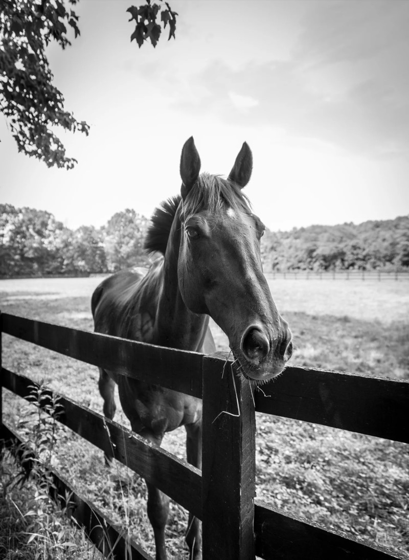A horse at Nimble Creek Farm