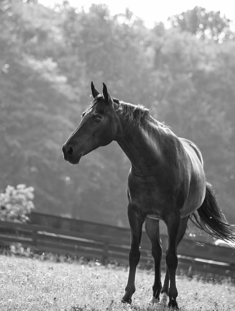 Around the farm at Nimble Creek Farm, Eastampton NJ