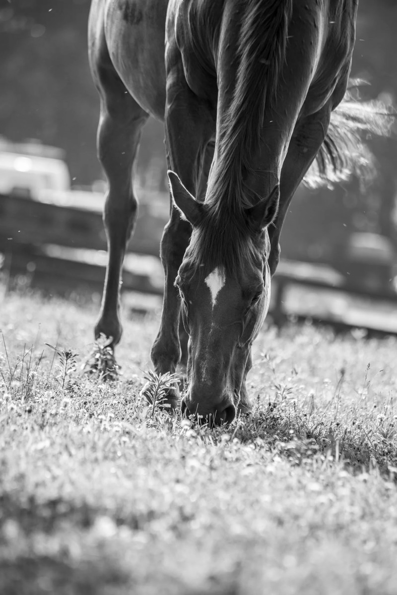 Riders and horses at Nimble Creek Farm