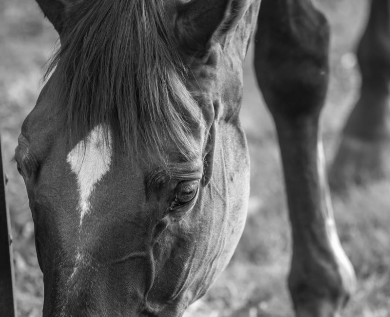The barn and paddocks at Nimble Creek Farm