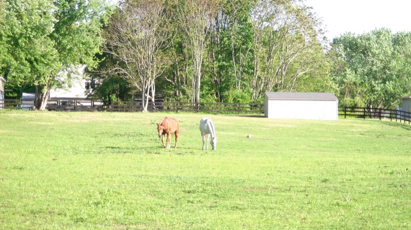 A horse at Nimble Creek Farm