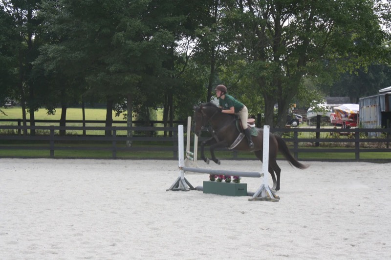 A horse at Nimble Creek Farm